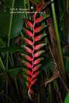 Heliconia standleyi